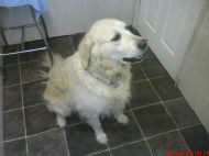Golden retriever